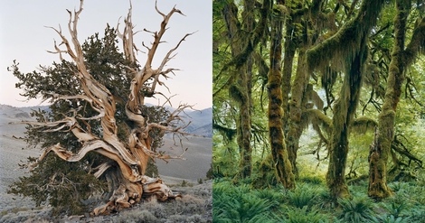 Mitch Epstein's Photos of American Nature Are Collected in a New